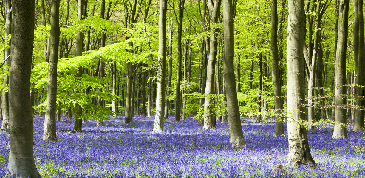 a leafy woodland with a carpet of bluebells in spring