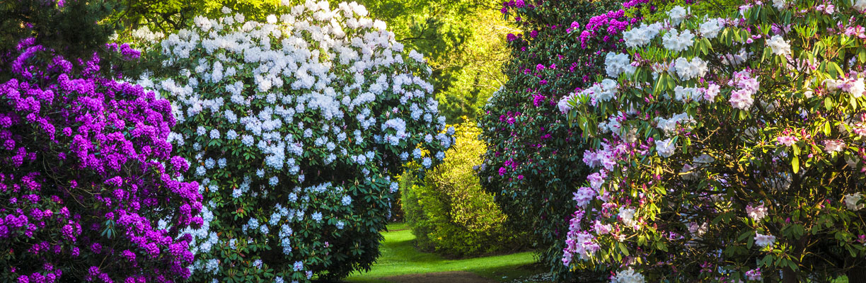 Rhododendrons at The Woodland Garden  