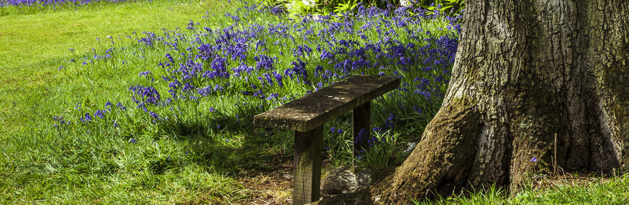 A bench beside some Bluebells