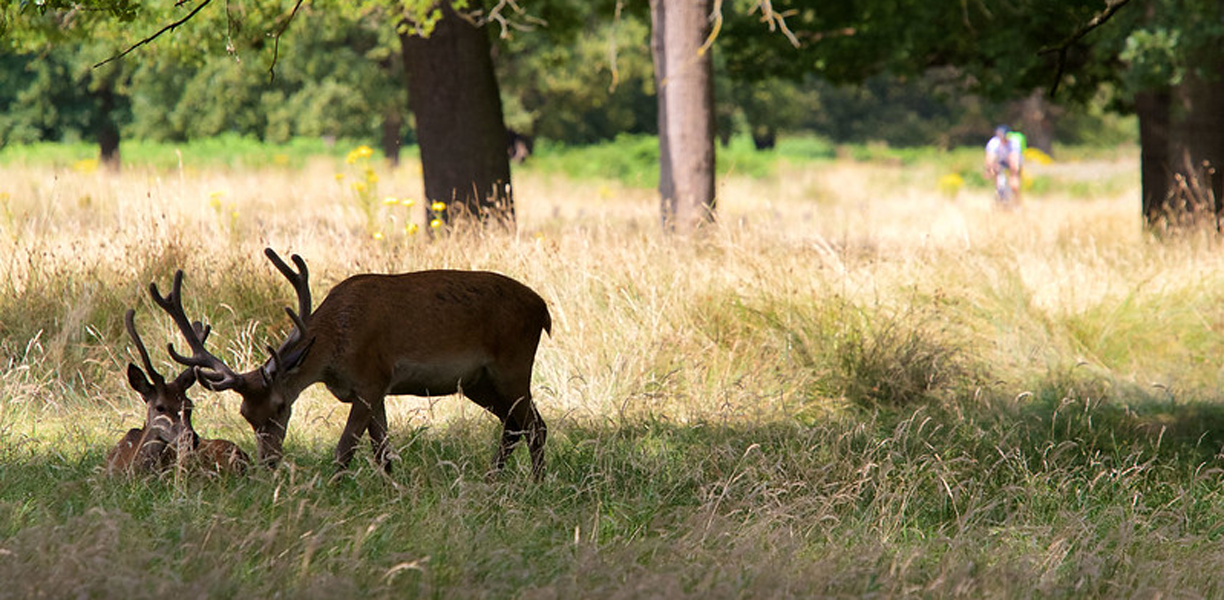 Deer grazing in long grass in Richmond Park