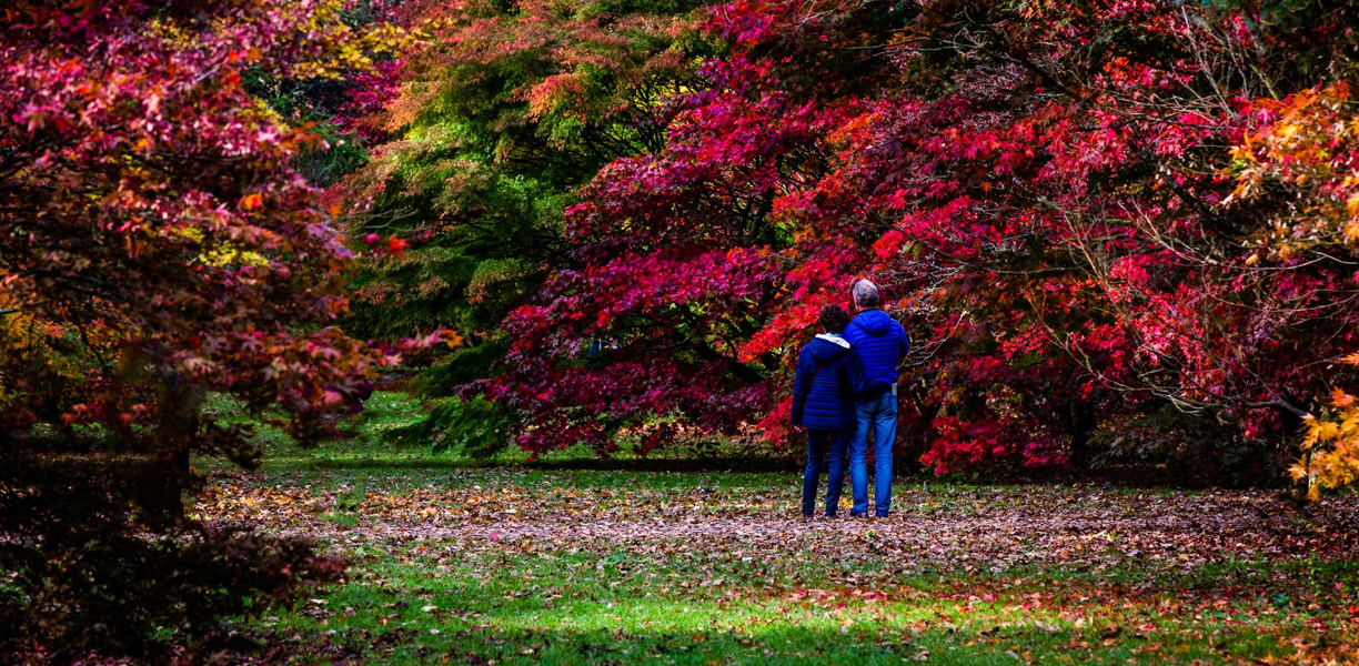 Couple admiring bright red trees