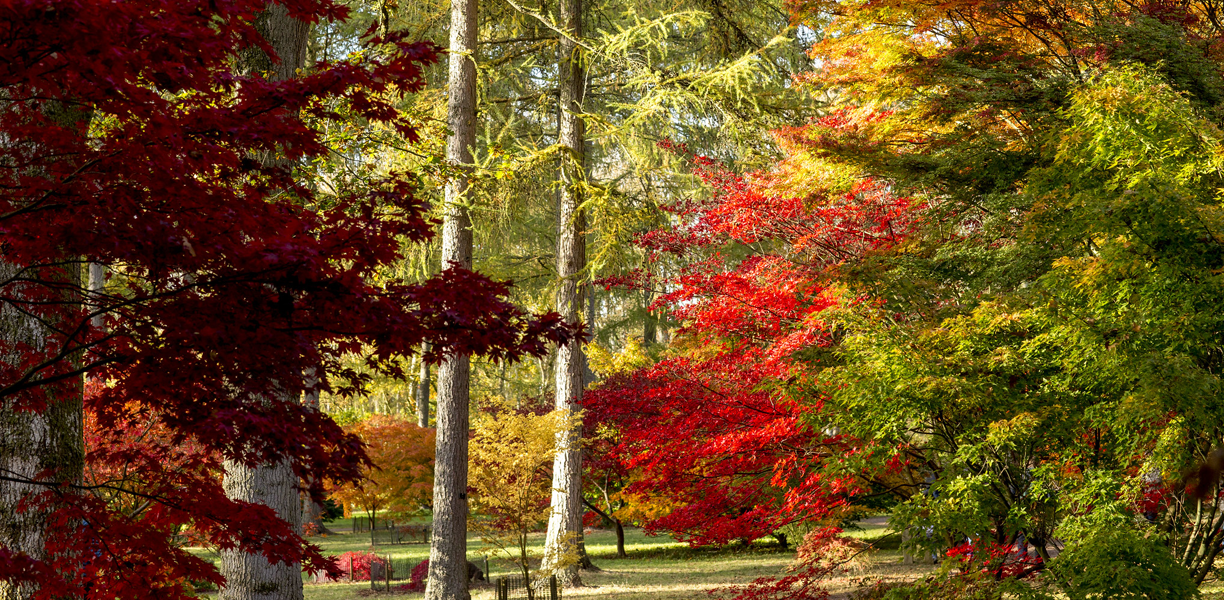 Autumn trees at Westonbirt Arboretum