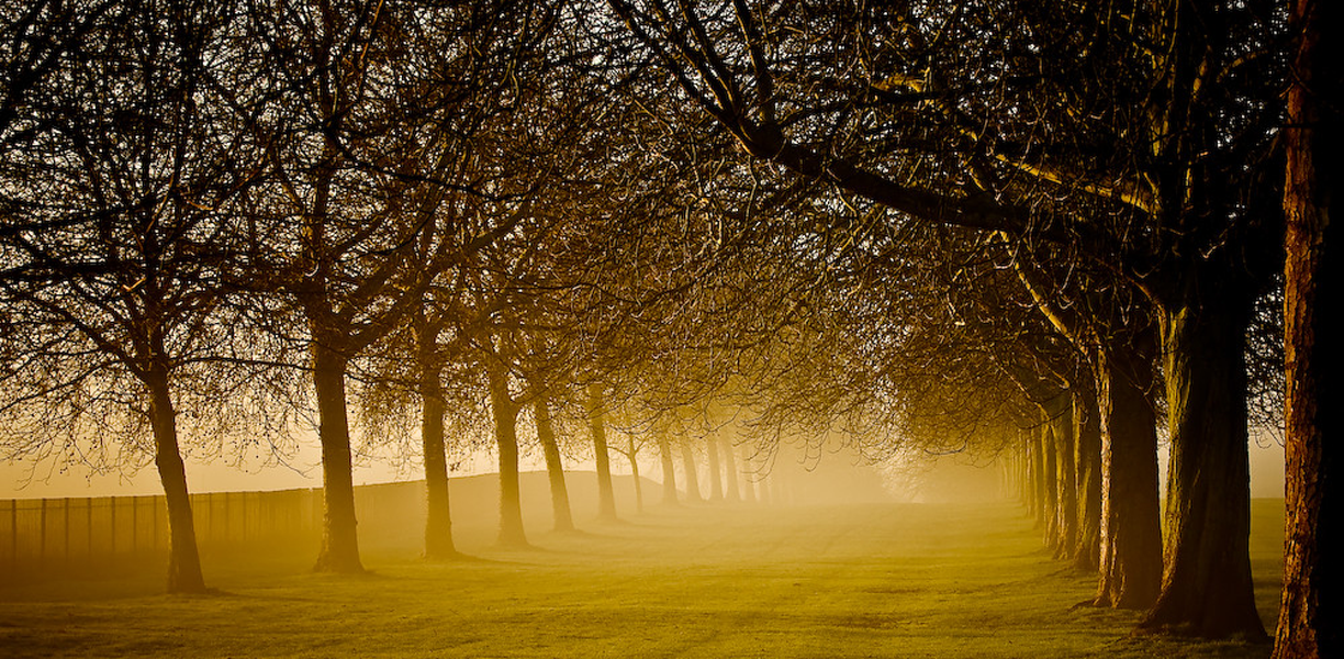 Windsor Great Park in the mist