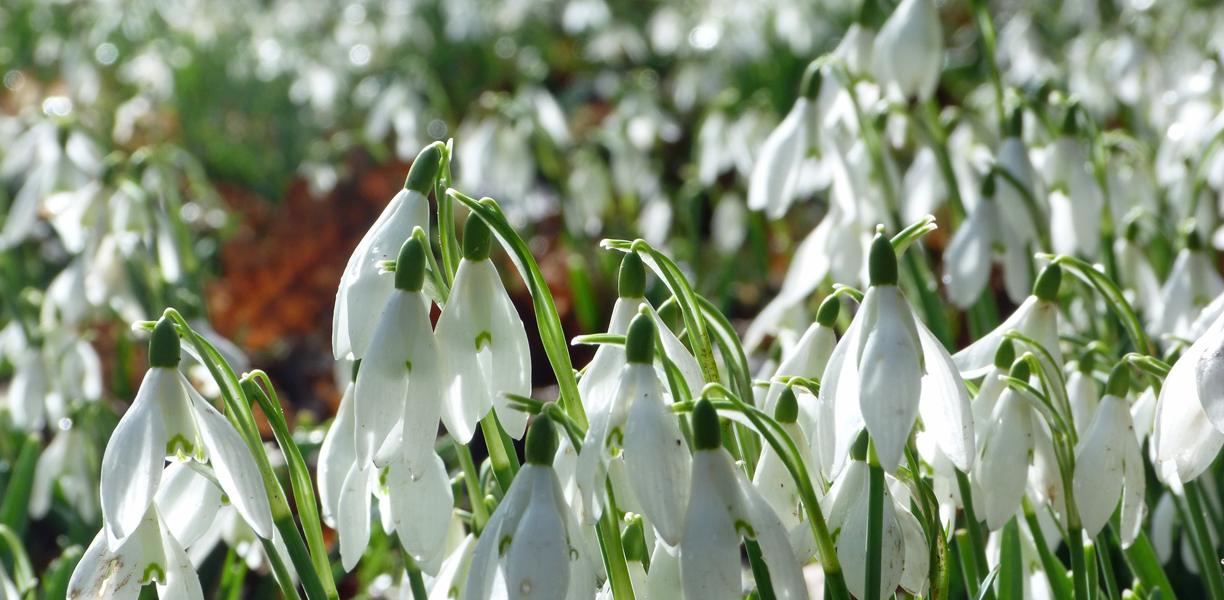 Many white snowdrops