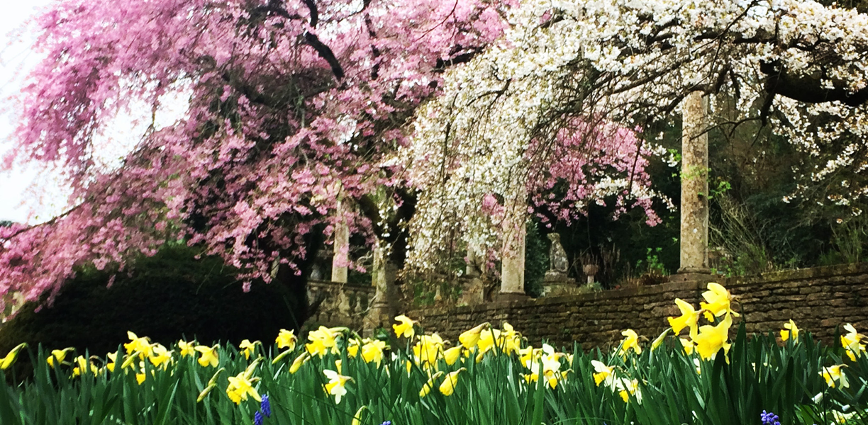 Pink and white blossom trees