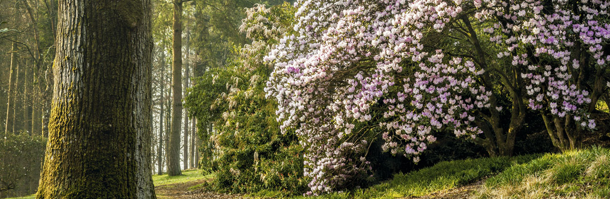 Rhododendrons  