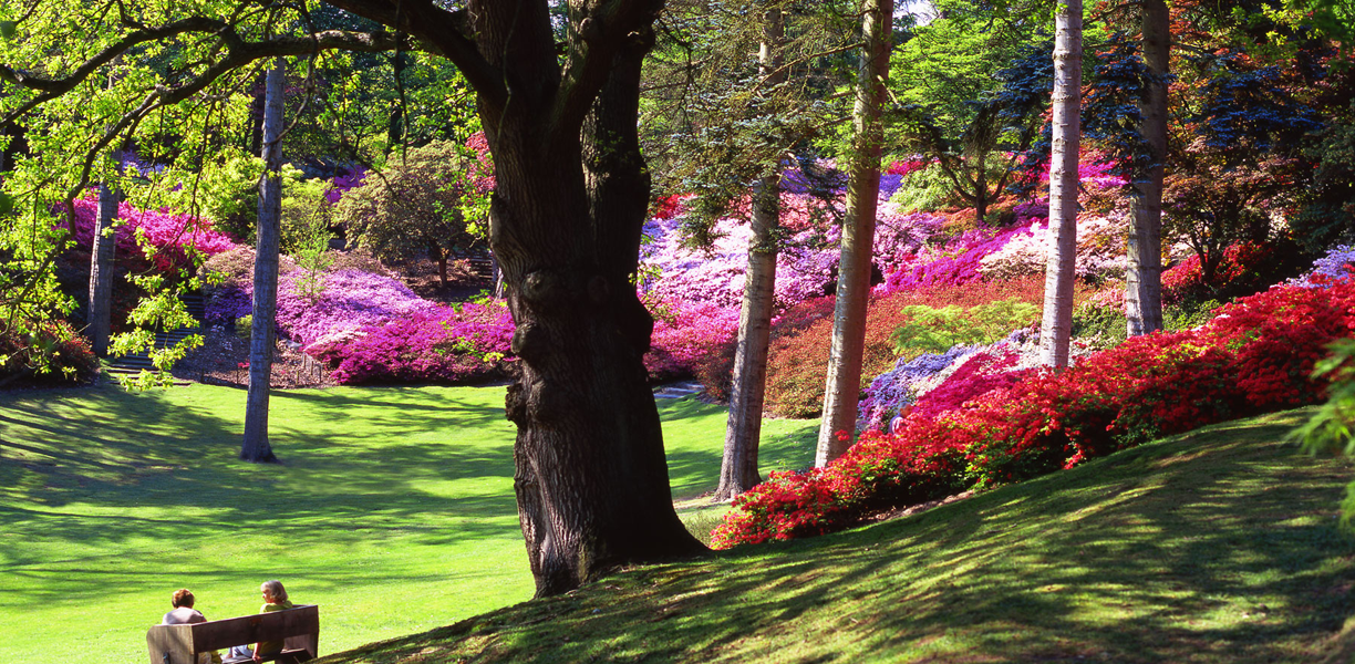 A garden full of pink and purple flowers