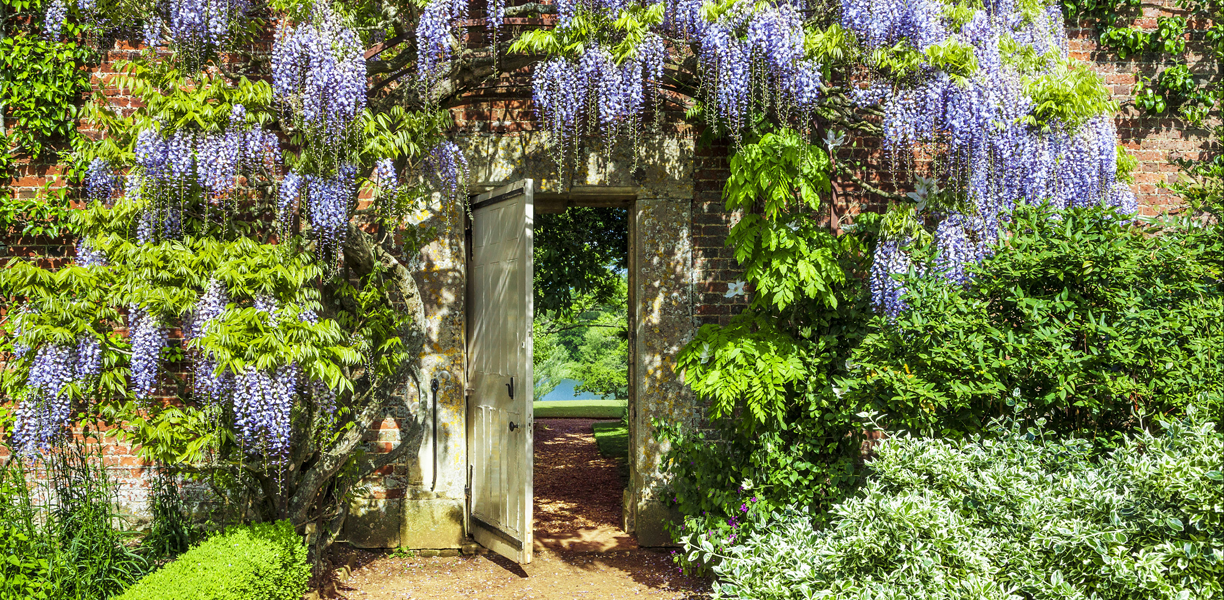 Wysteria around a gate in the gardens at Bowood