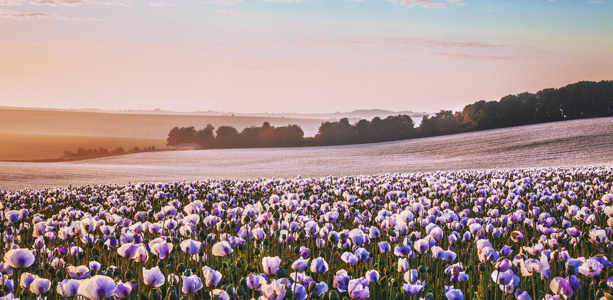 Fields of pink poppies