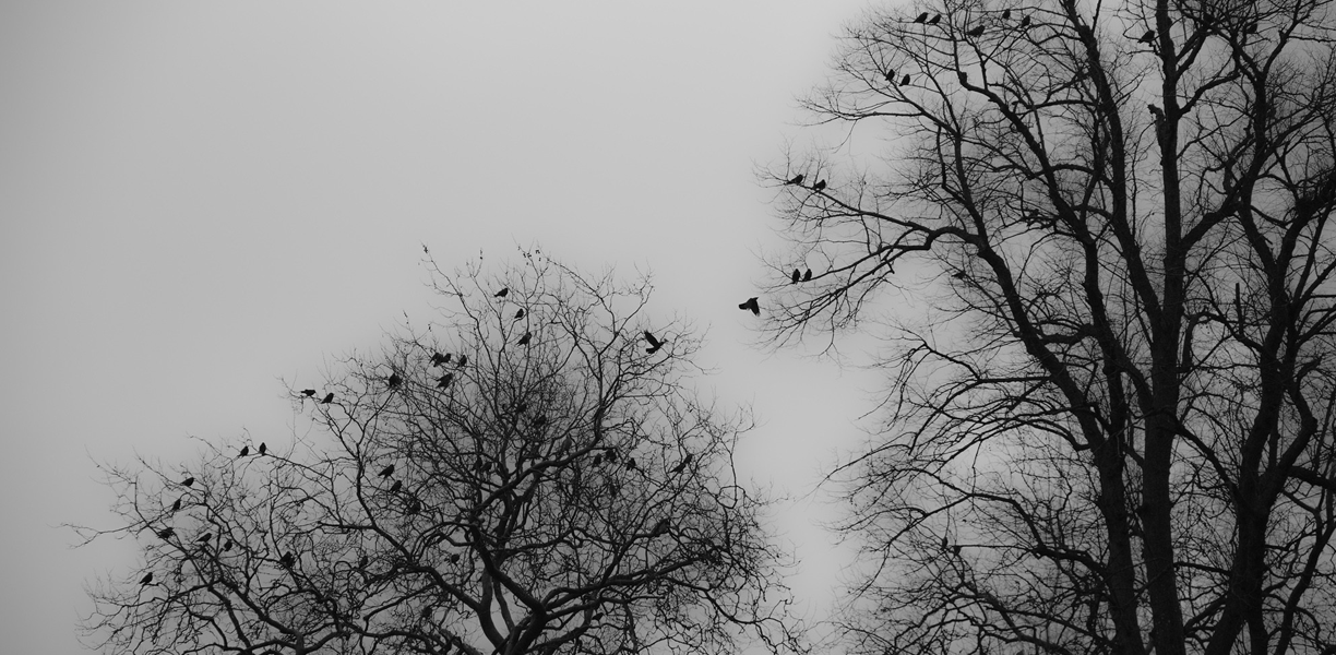 Bare winter trees