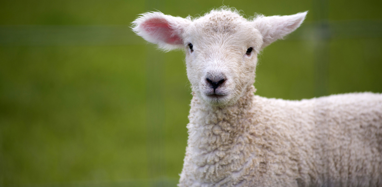 A friendly lamb