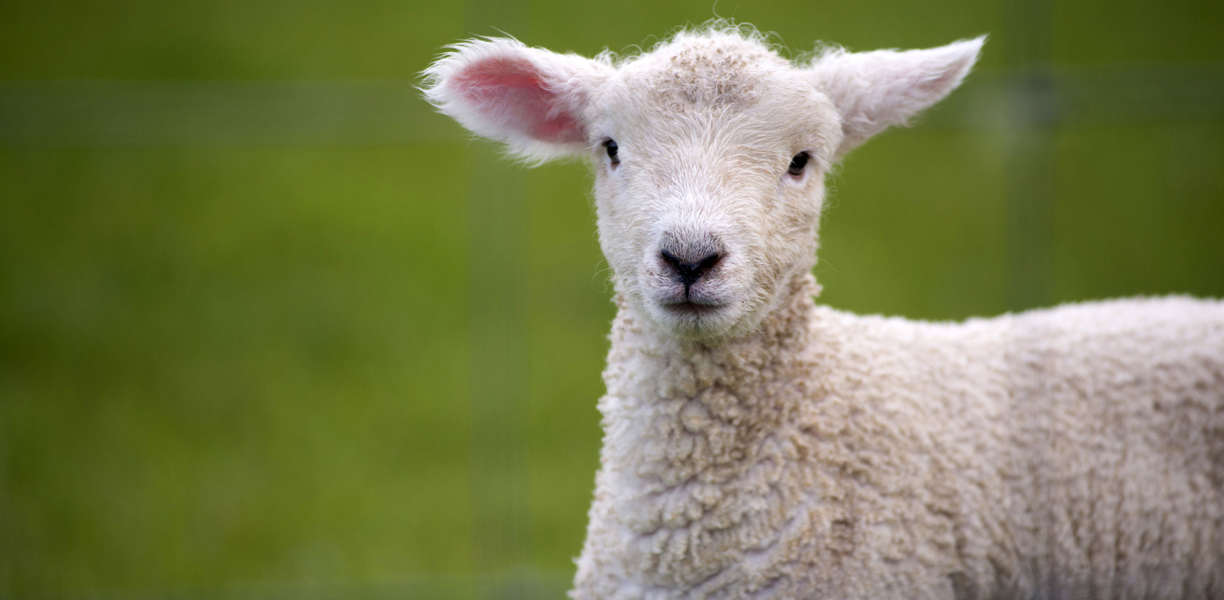 A little white lamb