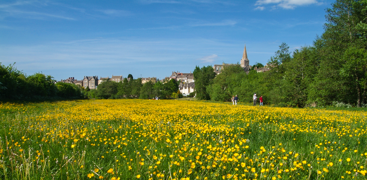 A meadow of spring flowers outside Malmesbury