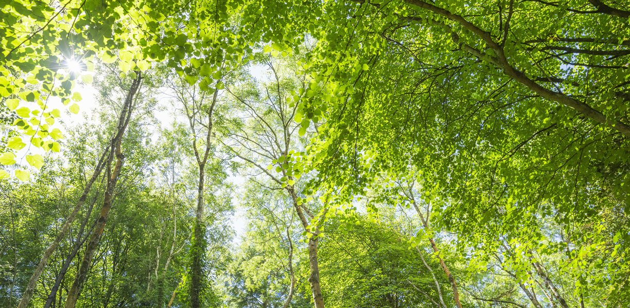 Fresh, green leaves in Leigh Woods