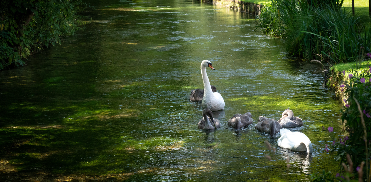Swans and signets in a green river