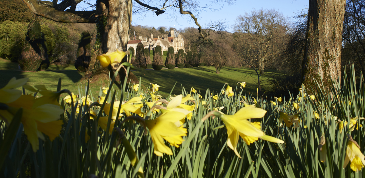 Yellow daffodils outside Tyntesfield House