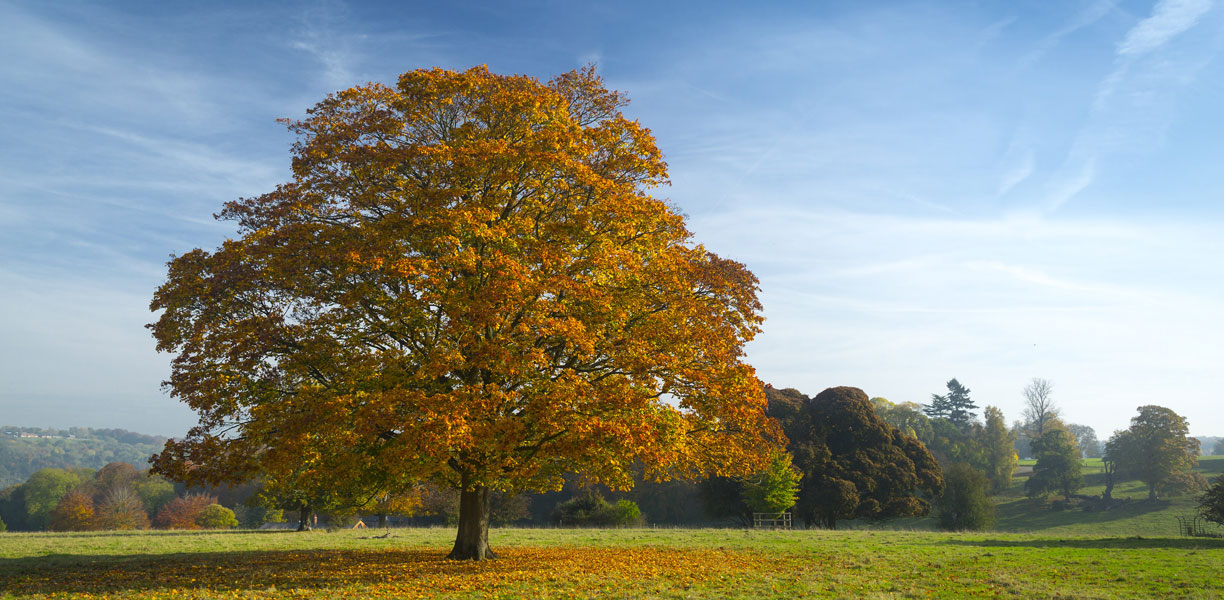 Autumnal Tree at Basildon Park