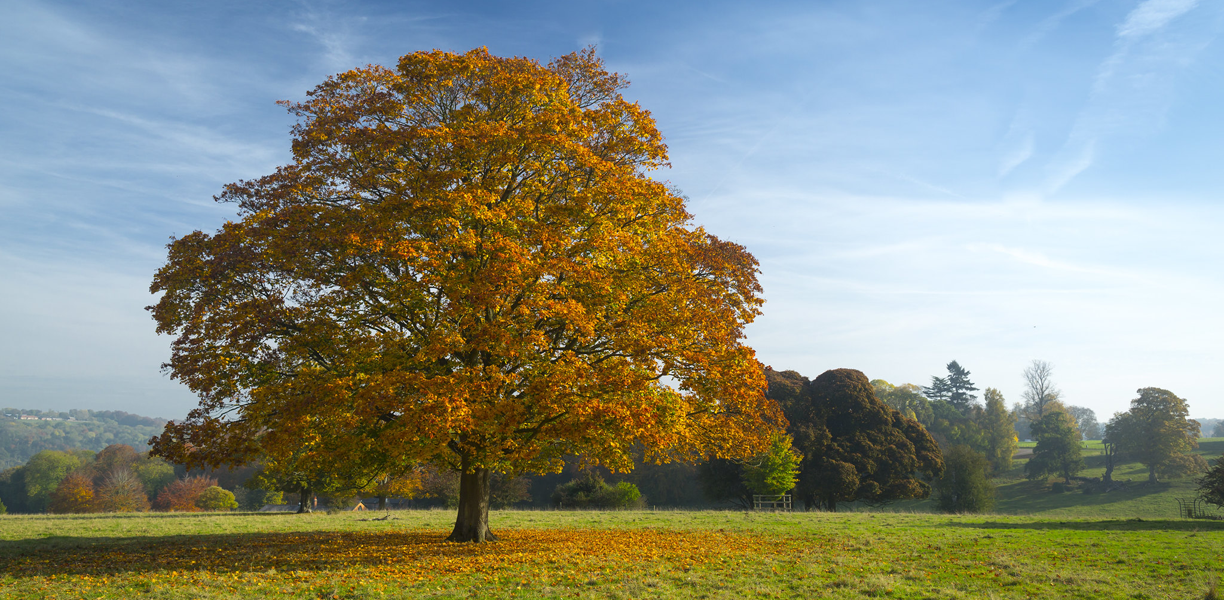 Basildon Park