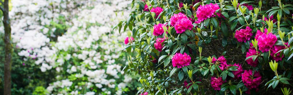 Rhododendron Walk