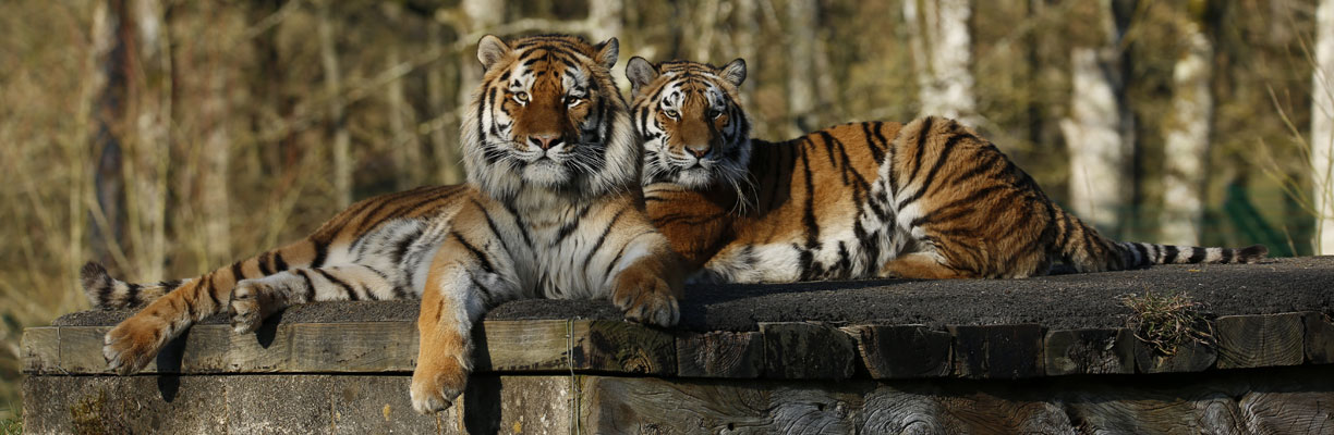 Red and Yana the Tigers