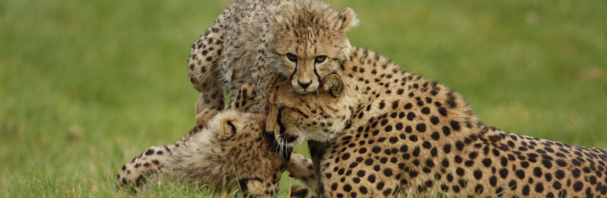 Longleat Cheetahs 