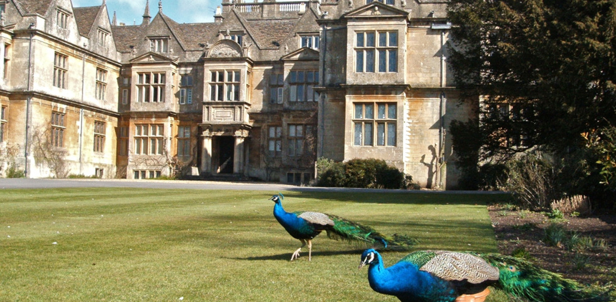 Corsham court peacocks