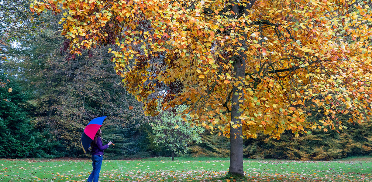 A yellow tree at the Courts Gardens