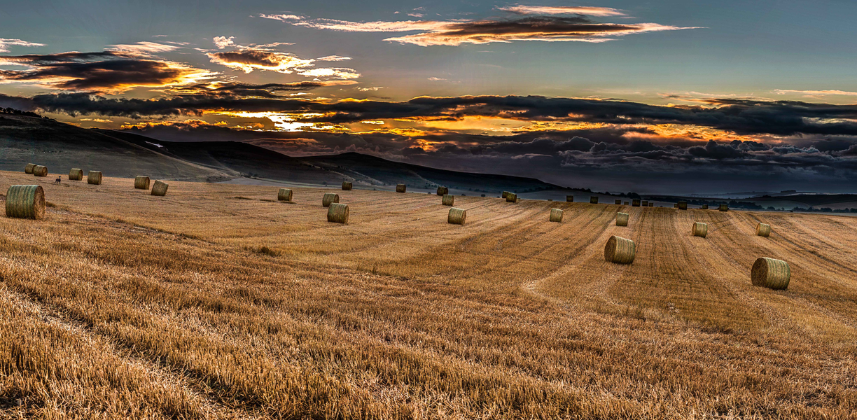 Fields of wheat being harvested in Pewsey