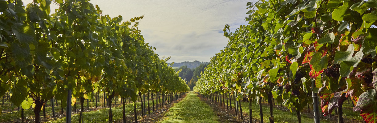 Alder Ridge Vineyard 