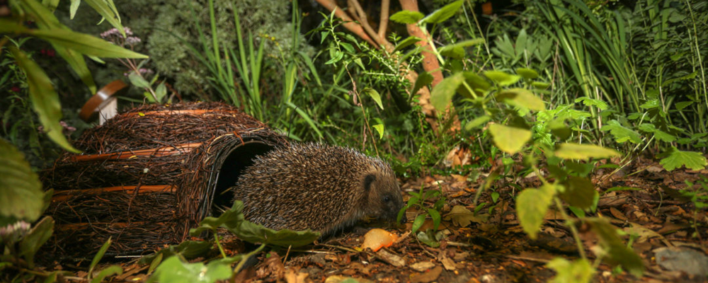 A baby hedgehog in the undergrowth