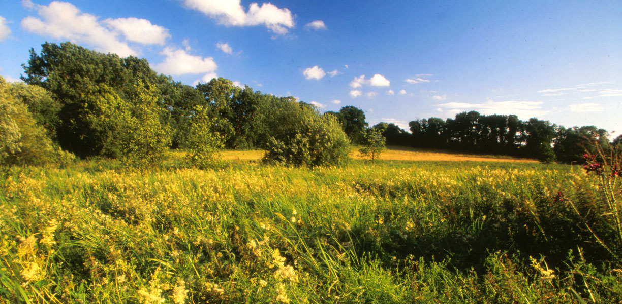 Jones' Mill nature reserve