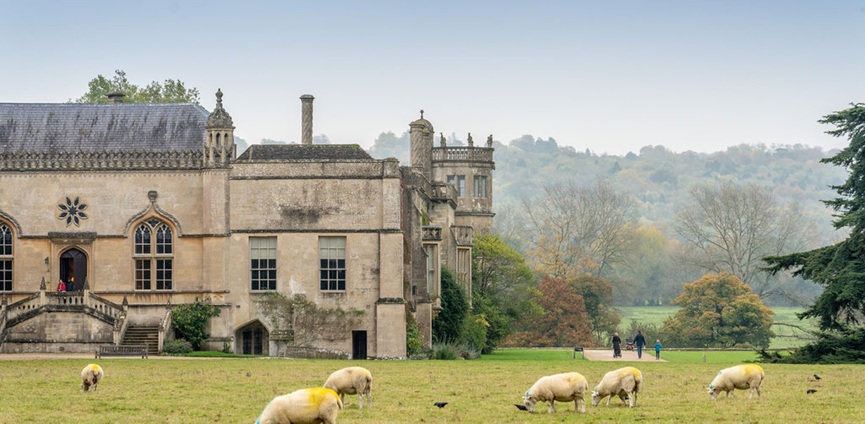 Sheep outside Lacock Abbey