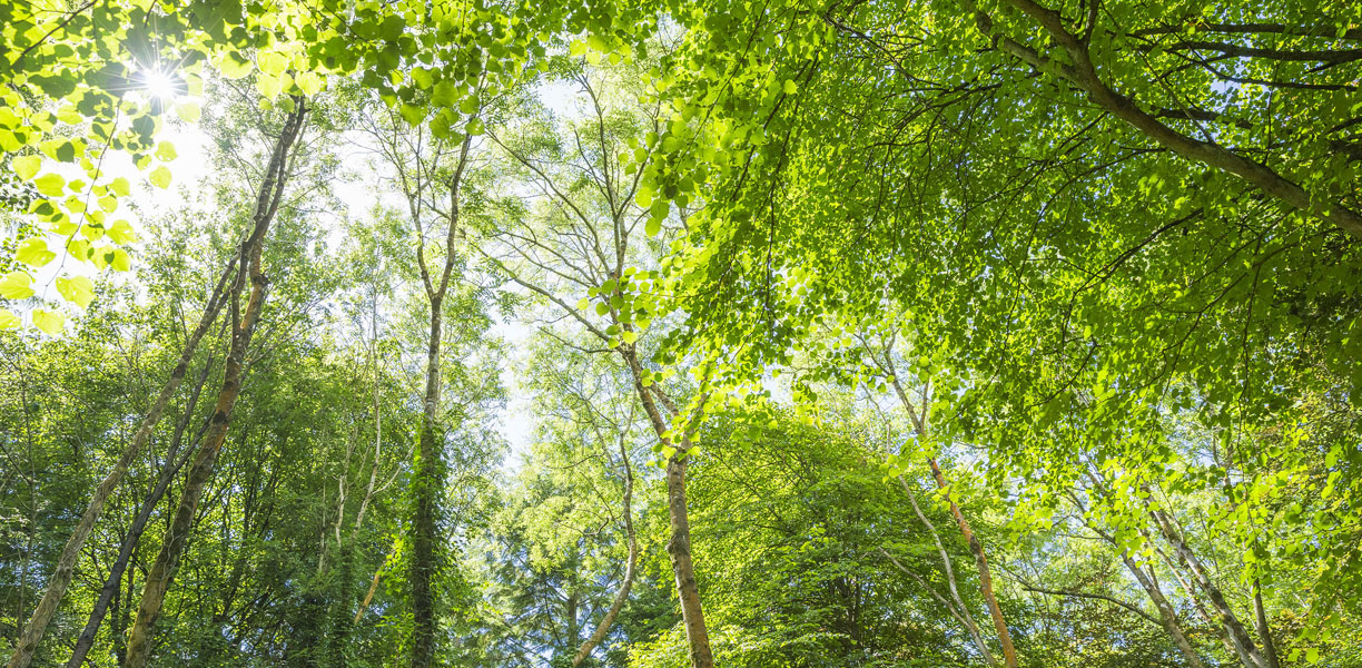 Leigh Woods near Bristol