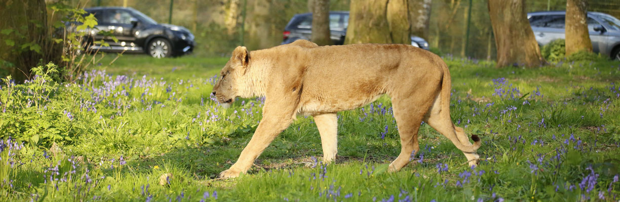 Lioness roaming around the lion enclosure