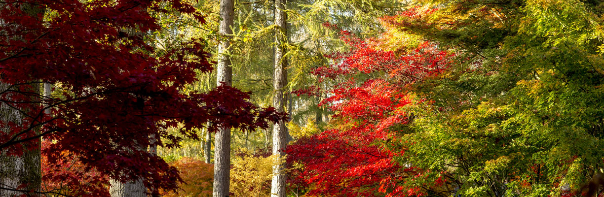 Westonbirt Arboretum 