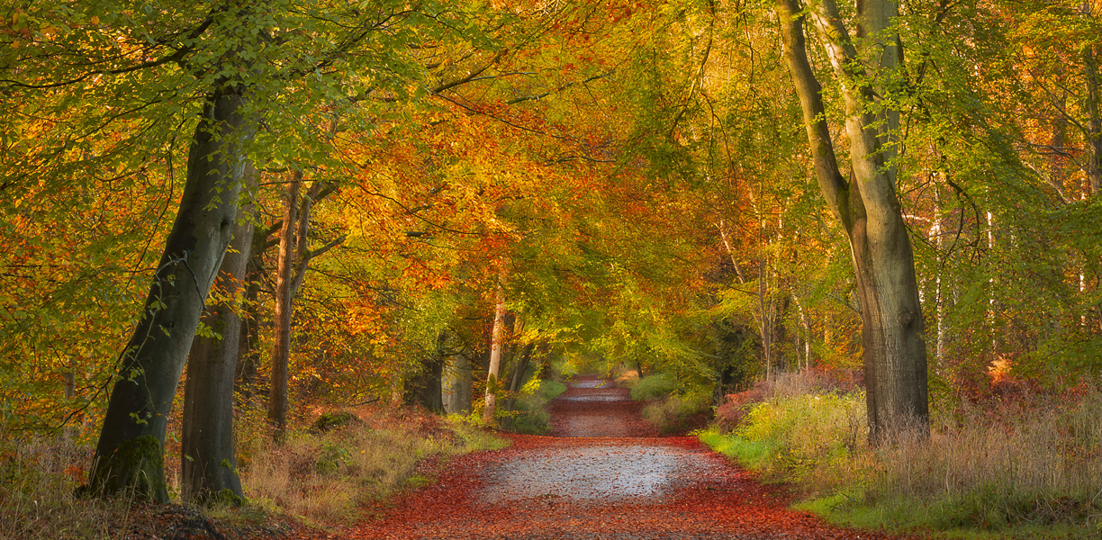 Path leading between yellow and orange trees