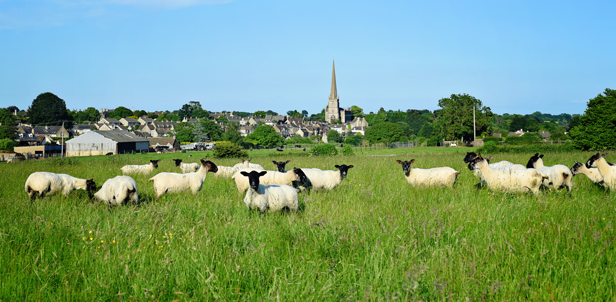 Fields and sheep near Tetbury