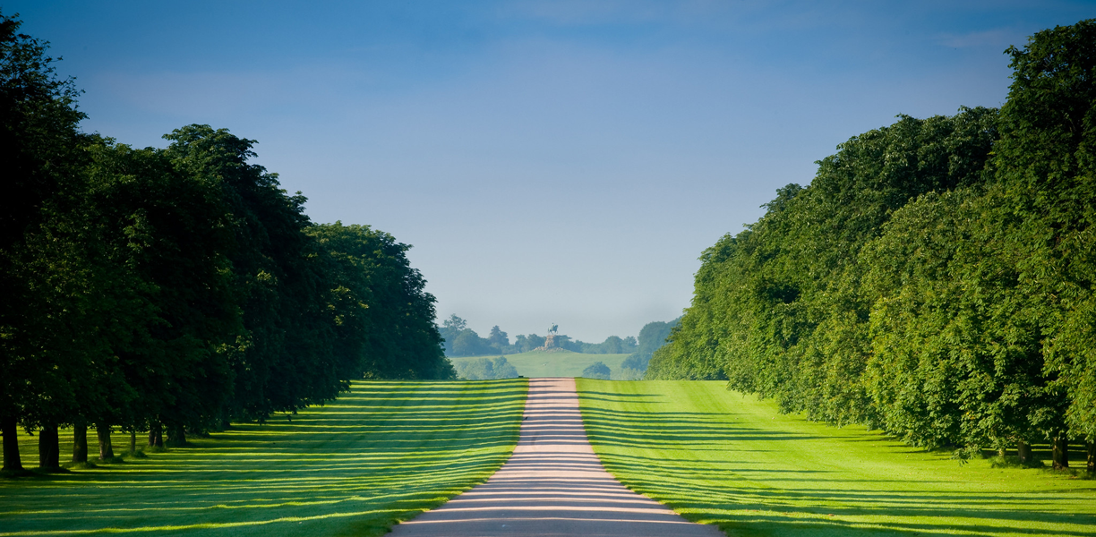 Trees and lawn in Windsor Great Park