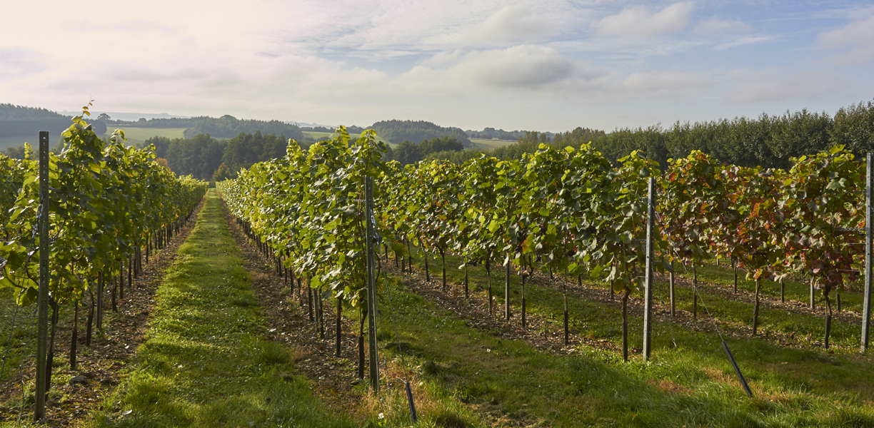 Alder Ridge Vineyard