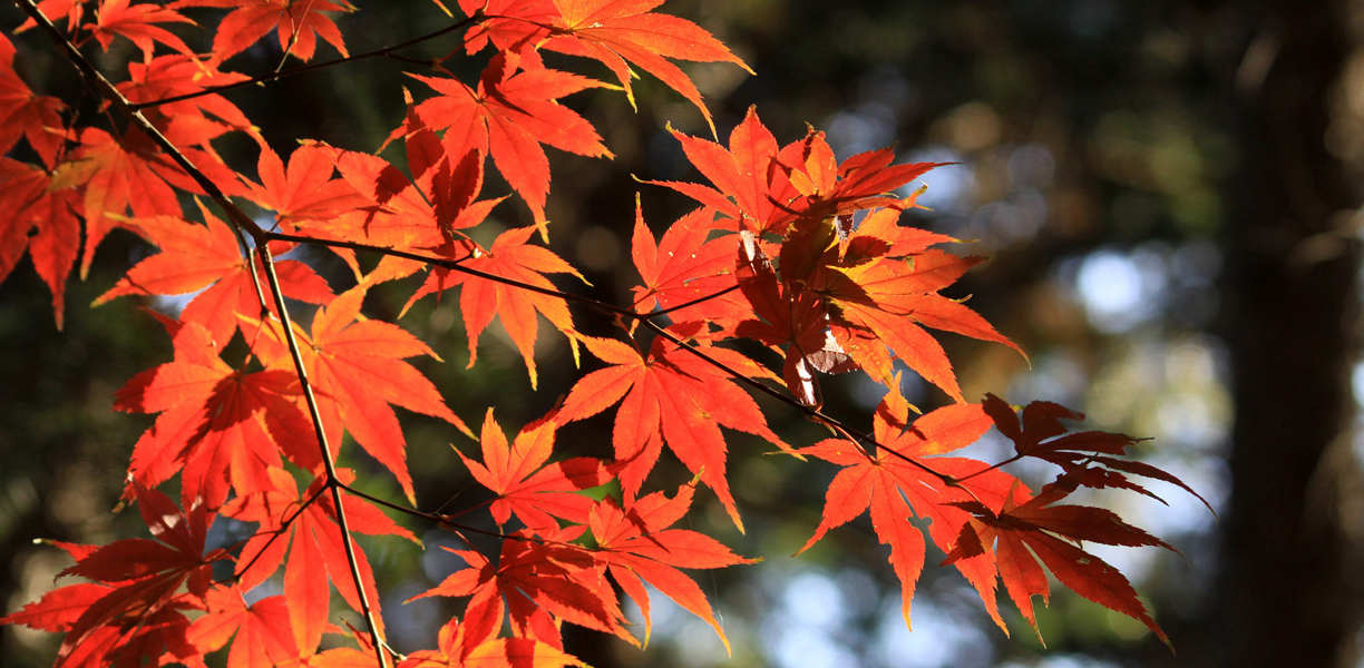 red autumn leaves