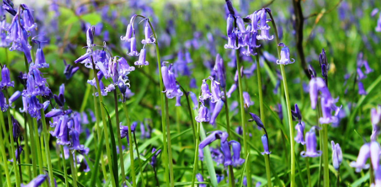 bluebell flowers