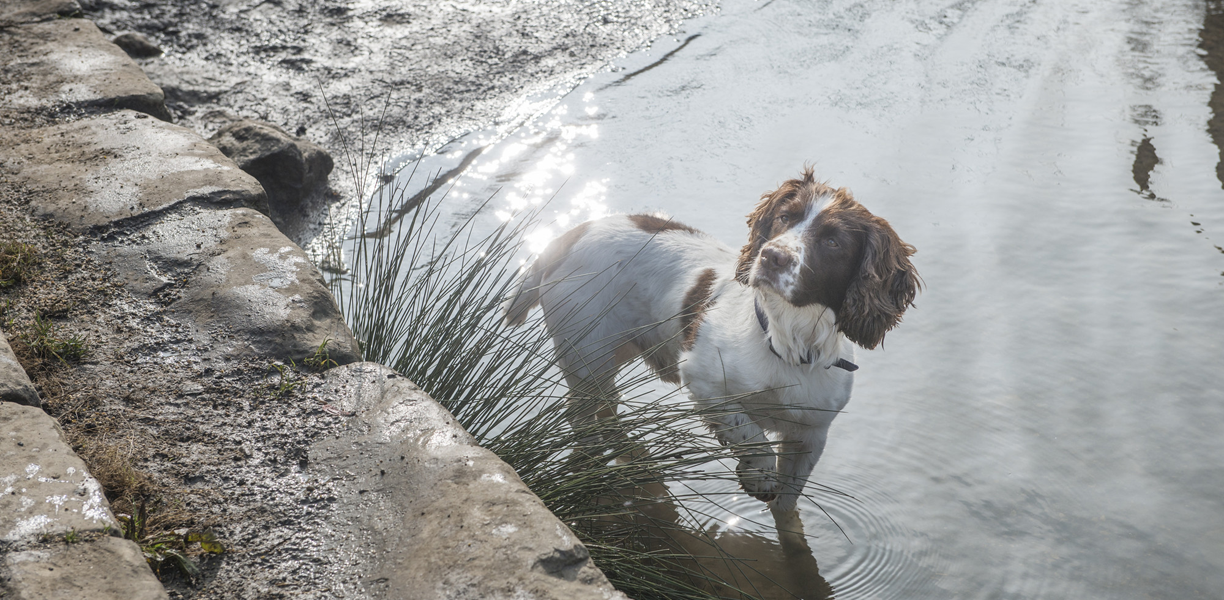 dog standing in shallow water