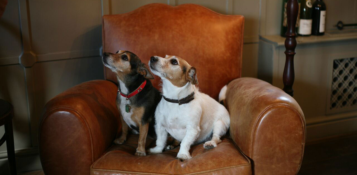 two dogs on a comfy leather chair