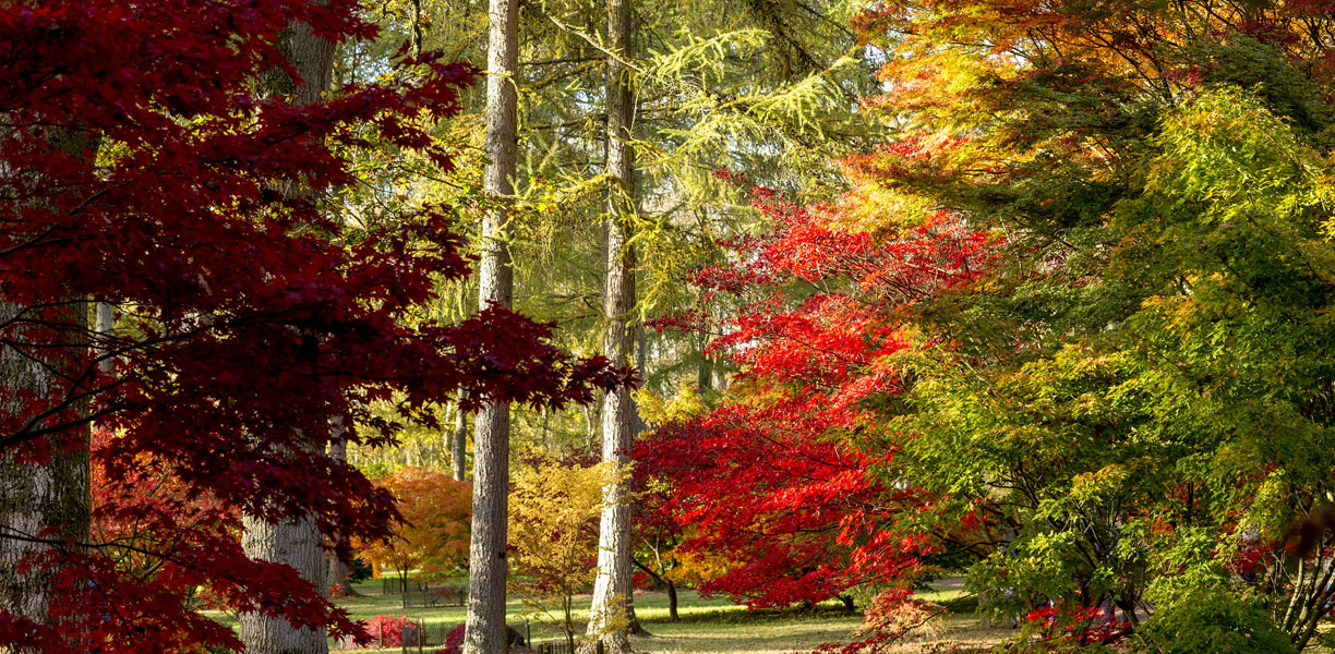 Westonbirt Arboretum in Autumn