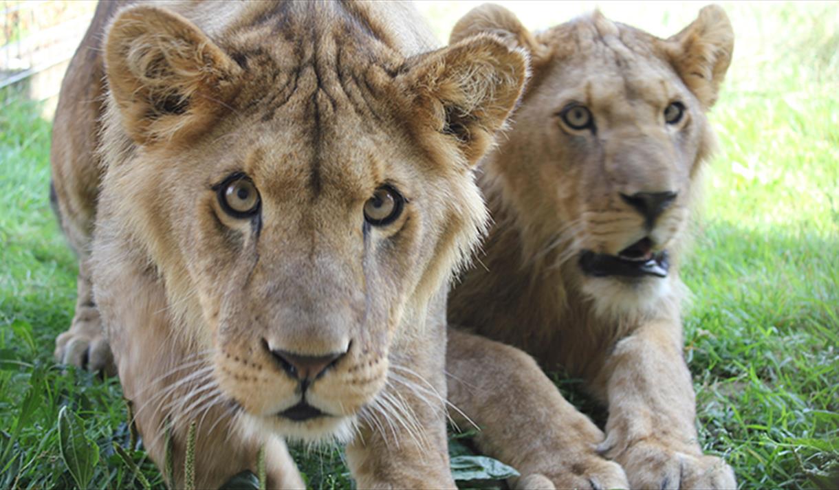 Noah's Ark Zoo Farm Great West Way Noah's Ark Zoo Farm Great West Way